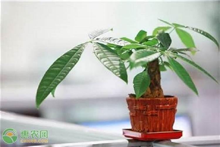 腐烂的木头可以做肥料吗