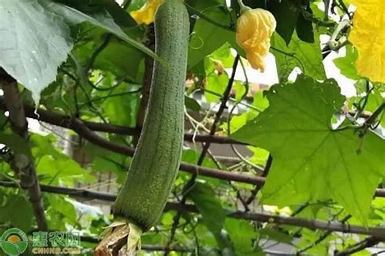 丝瓜摘完一批后施什么肥