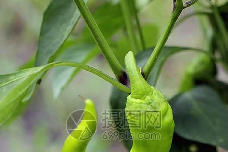 辣椒移栽后多久可以施肥