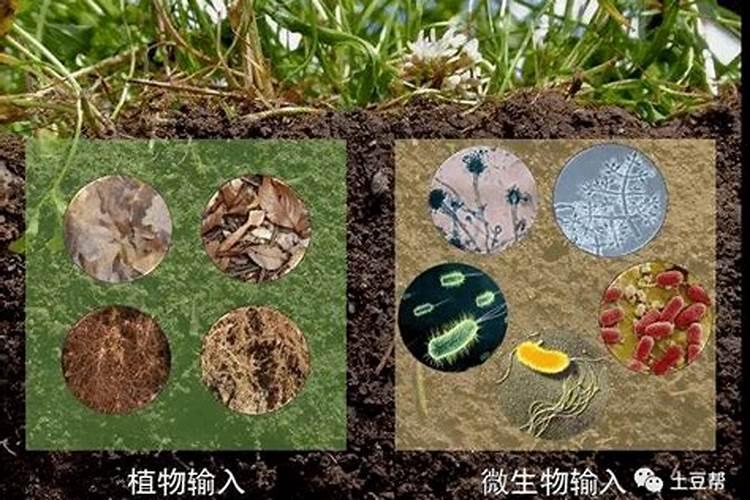 根瘤菌对植物的固氮作用