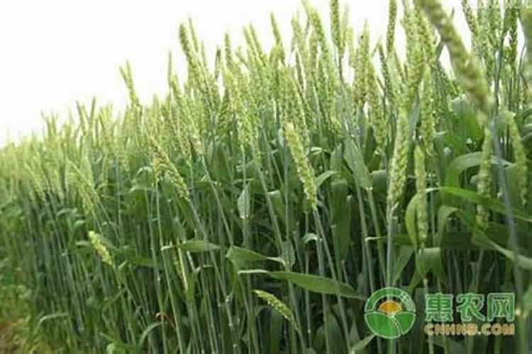 小麦上什么肥料最好