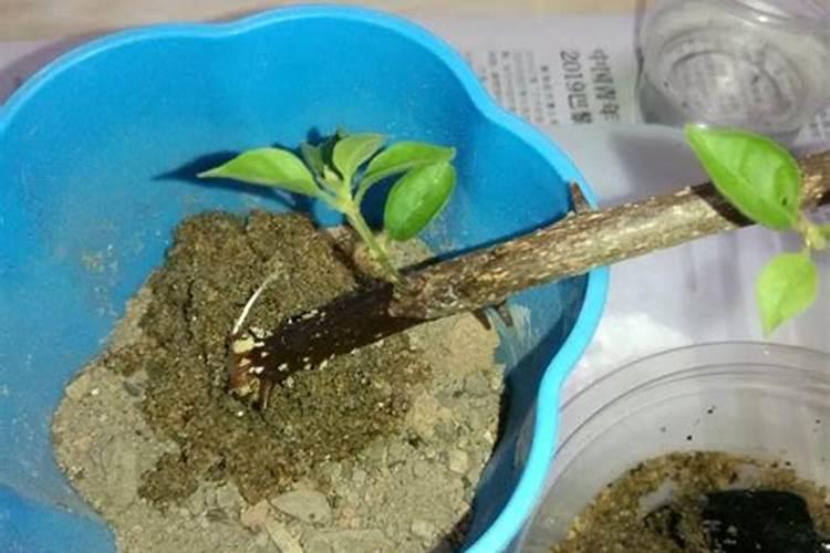 腐植酸的使用方法