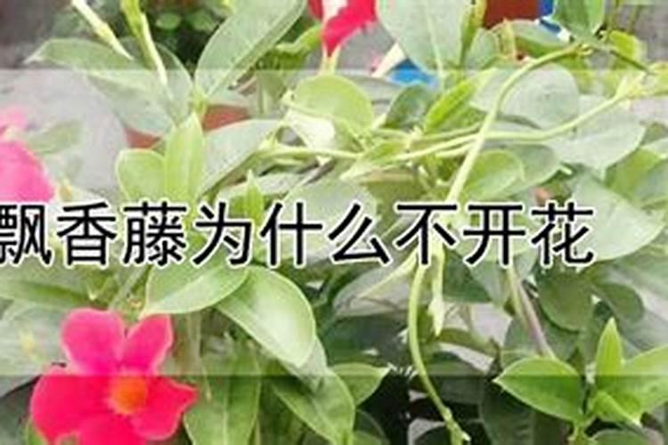 飘香藤不开花,养花急死人,看看是哪几点造成的？