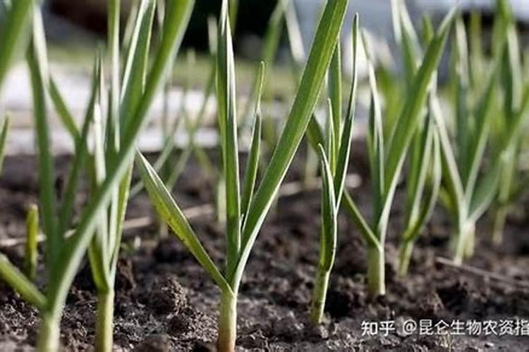 大蒜叶面肥配方大全