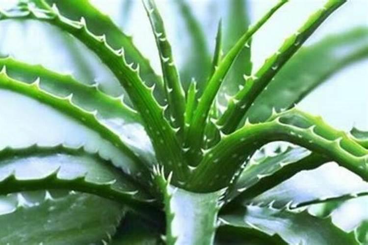 芦荟浇什么肥最好