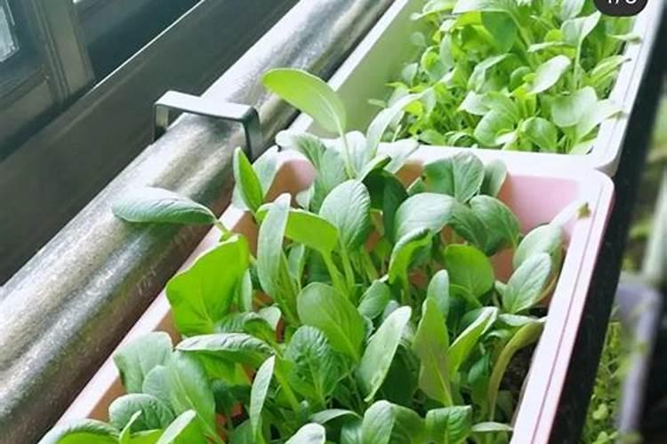 核桃树防虫最有效的是什么药 核桃树防虫用什么药