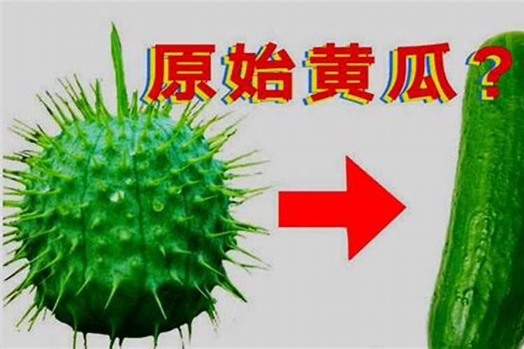 页面打黄瓜叶面打钙肥是上午打还是下午打好？