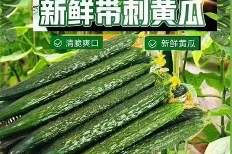黄瓜籽粉什么搭配喝补钙效果最好什么时间喝最好