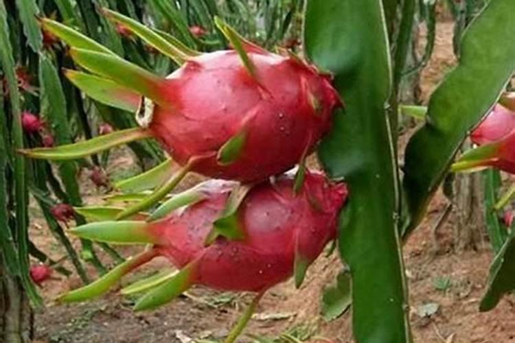 芽孢杆菌可以和培藻精华及磷肥混合用吗