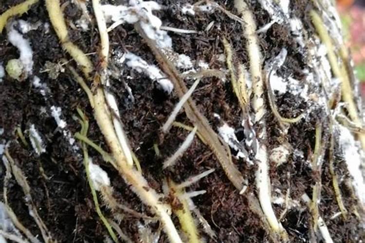 啤酒可以浇花吗？有什么好处？