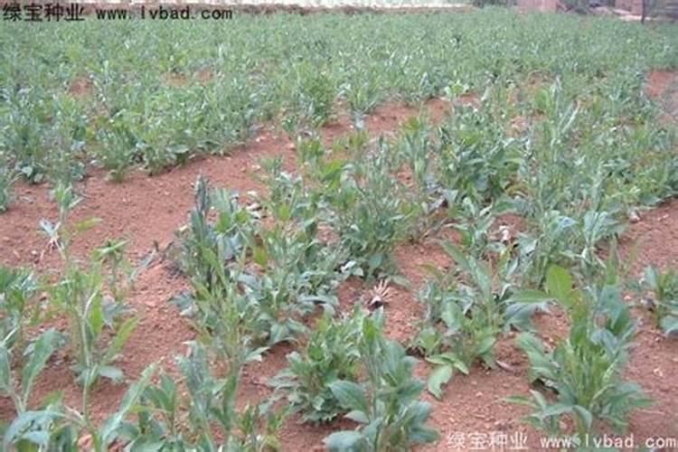 白术的施肥方法是什么