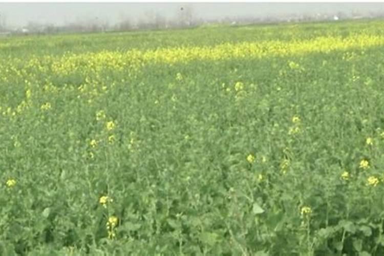油菜叶面肥什么时间施最好花卉百科