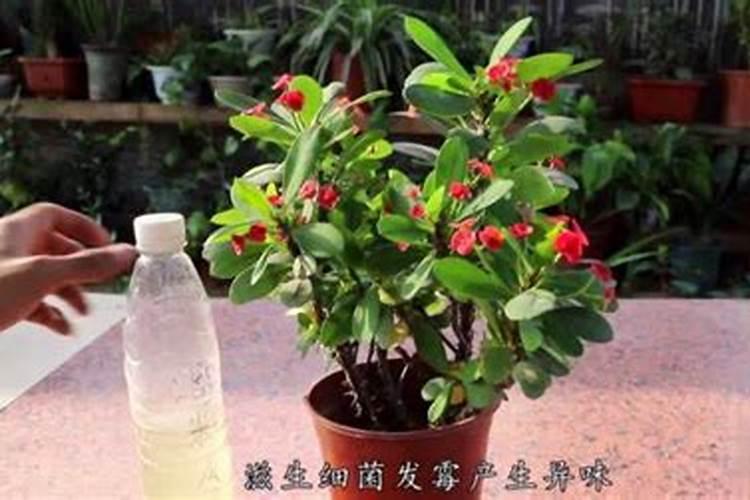 复合肥浇花比例是多少,复合肥浇花的方法与作用
