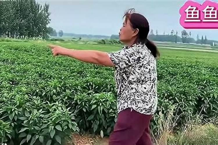 秋大棚番茄隔几天浇水施肥？
