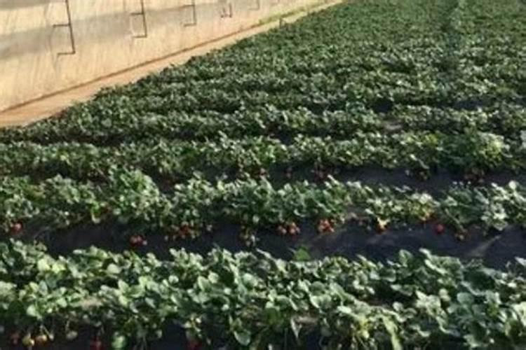 草莓补钙用什么肥料