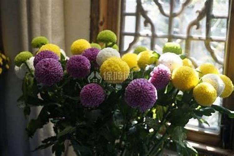 乒乓菊花期多久