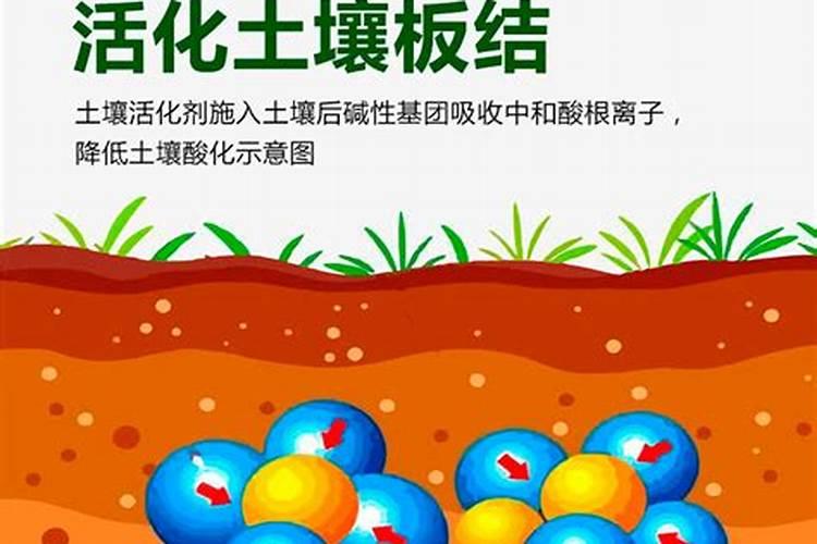 土壤活化剂与微生物菌剂用哪种好