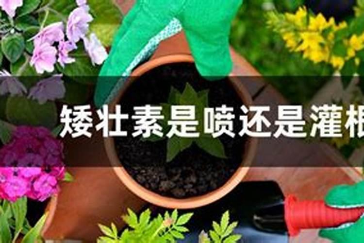 水稻矮壮素和叶面肥还有杀虫药能一起打吗