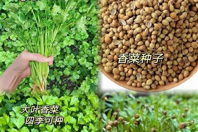 香菜可以用磷酸二氢钾吗