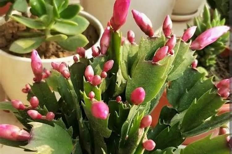 蟹爪兰施什么肥能快速开花？