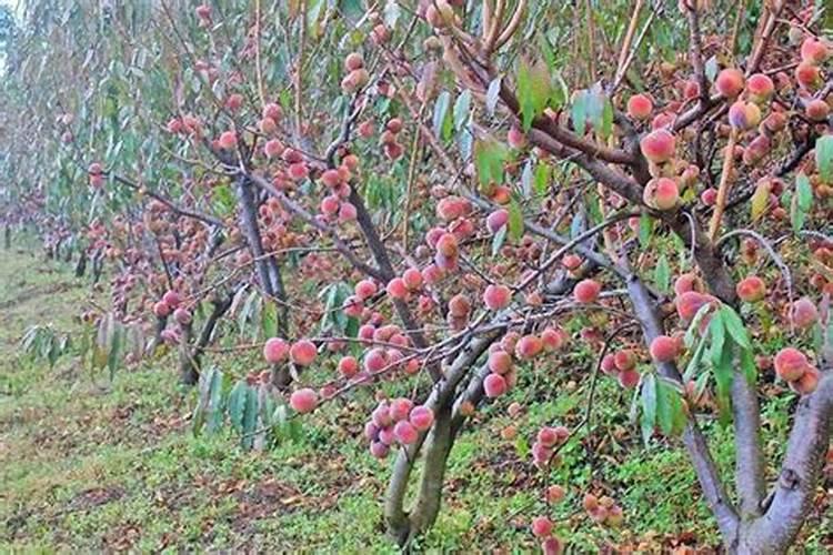 冬桃什么时候种植,对气温有什么要求？？西方可以种不