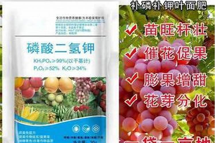 兰花不开花用什么肥料