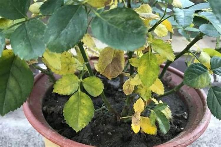 月季过冬这三点重要如何不影响来年开花