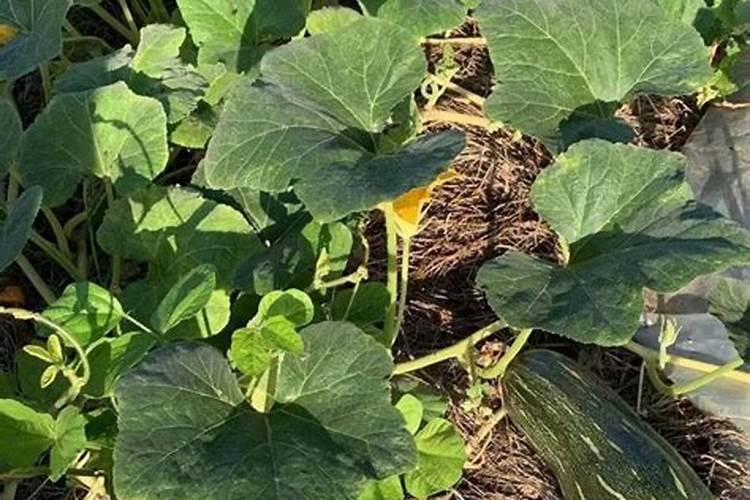 种南瓜用什么肥料好