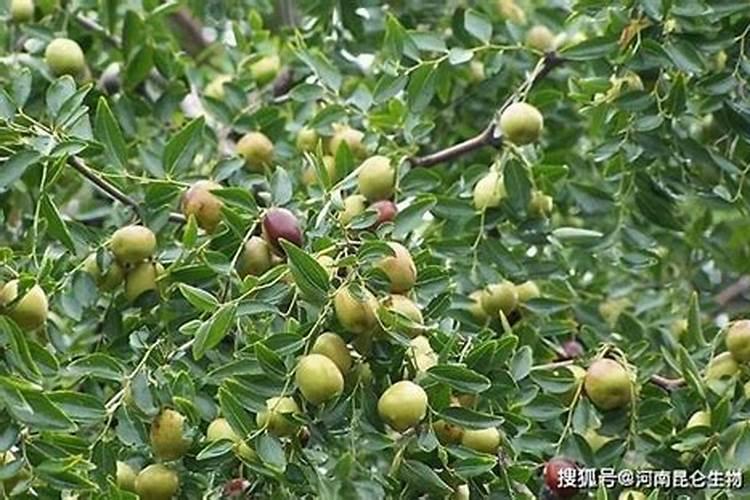 养花花肥用什么肥料好