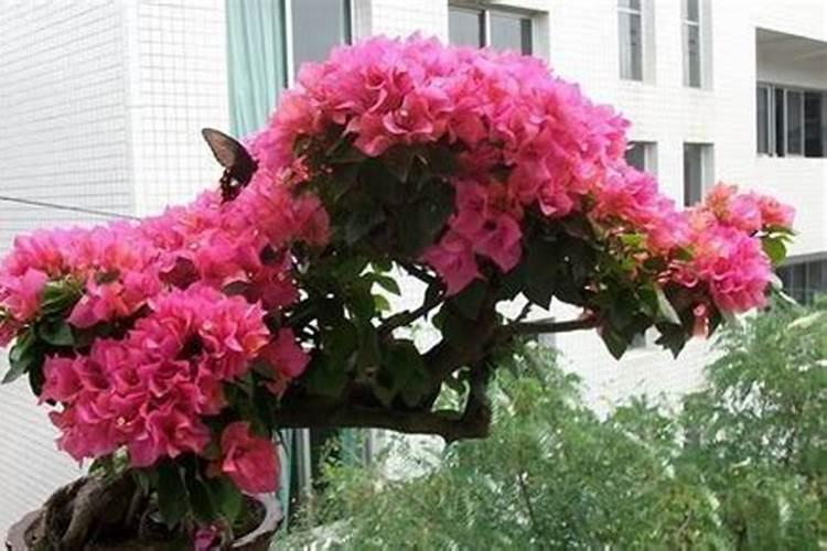 秋天了,想要三角梅“开花”,养护“4步走”,早早开大花