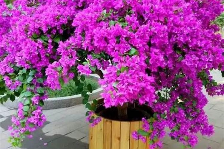 三角梅秋天怎么养护