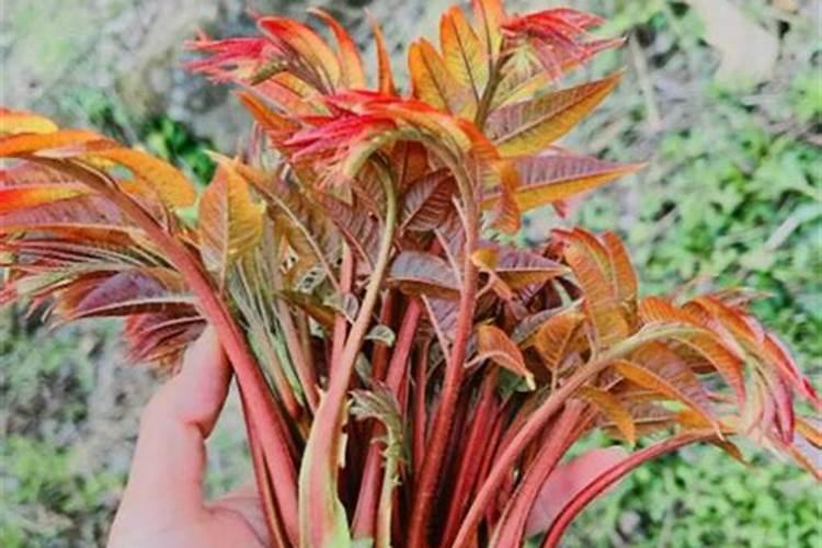 香椿如何种植？