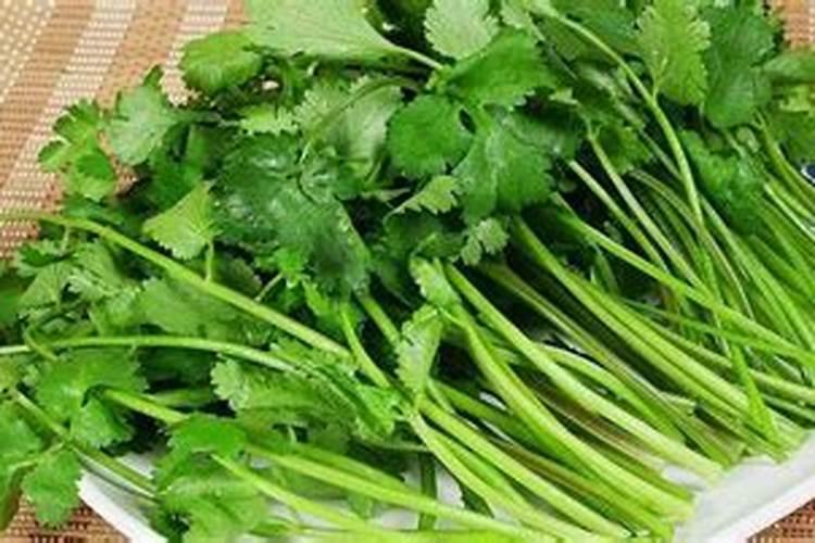 西洋菜是什么季节的蔬菜