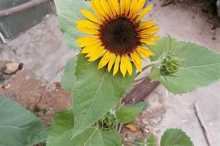 向日葵需肥详细规律花卉百科