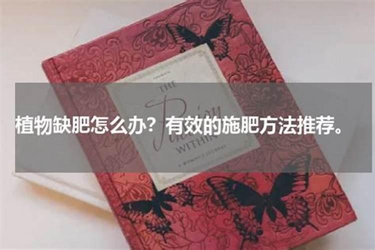 吊兰叶子发青什么原因？