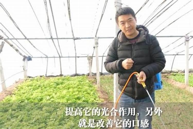 怎样用红糖做肥料