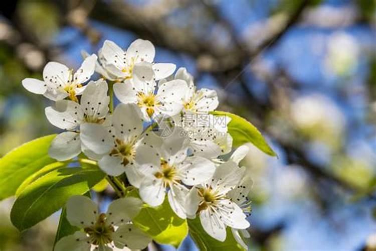 叶面肥坤源588可以喷梨树吗？有什么做用