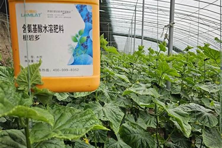 黄瓜能用含氯的水溶肥吗？