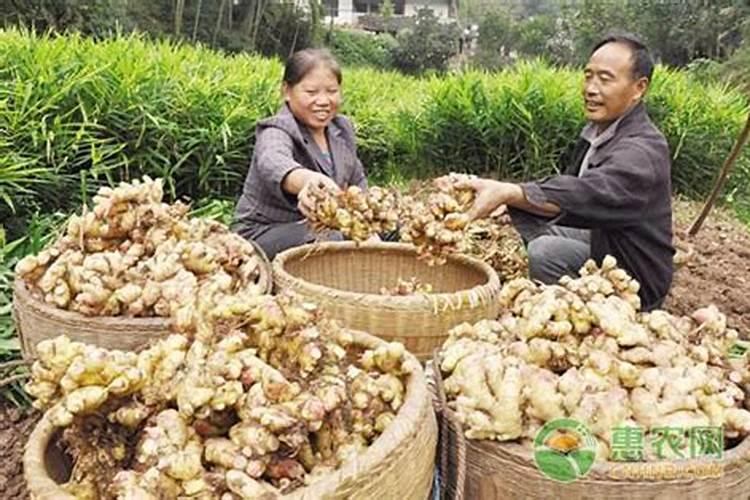 培土后不再对生姜浇水,是因为它有耐旱的特性吗？