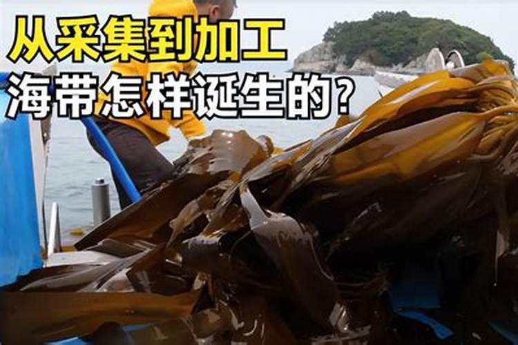 海带可从当农作物肥料吗