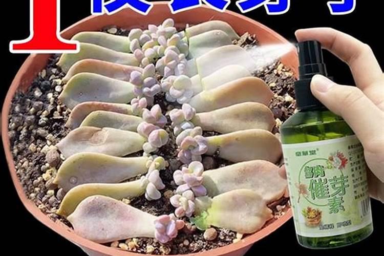 多肉植物发芽生根了怎么种植