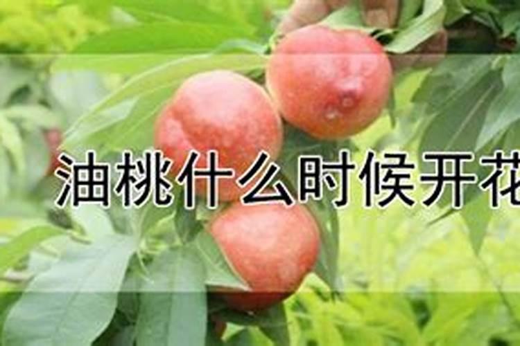 油桃如何施肥