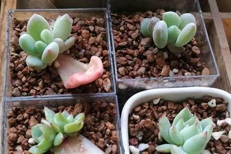 多肉植物用什么肥料比较好