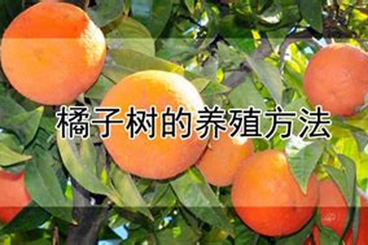 桔子树施什么肥料最好