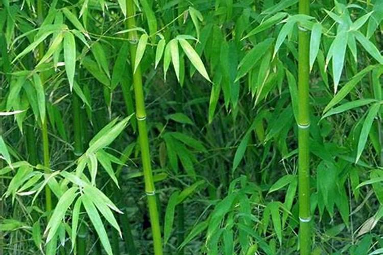 竹子生根的小妙招