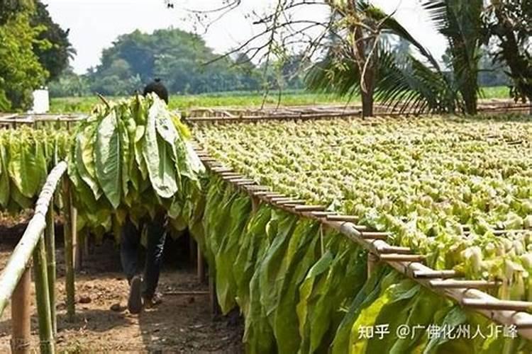烟叶烘烤有哪些方法 返青烟叶烘烤技术要点介绍