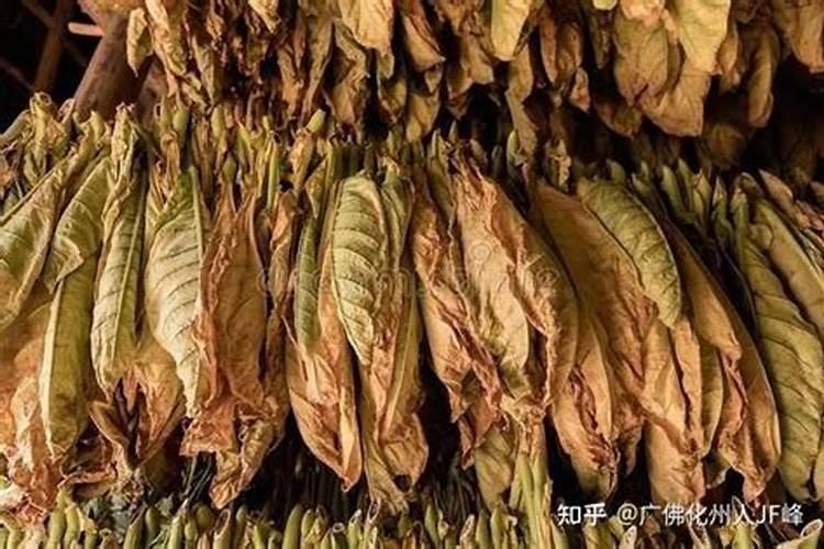烤烟贪青有什么办法变黄`