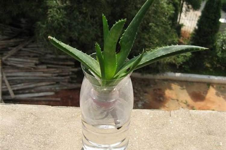 水培植物里能不能扔几颗复合肥