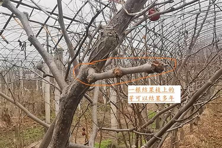 枣树的养殖方法和注意事项