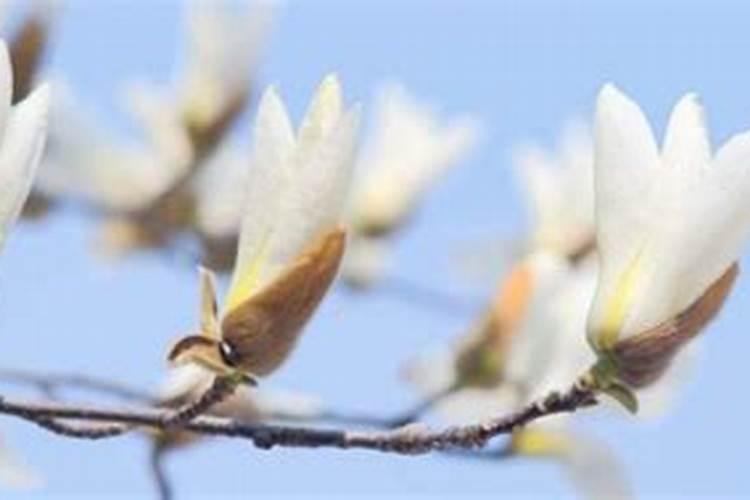 白玉兰怎么施肥